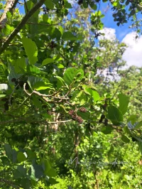 Zwarte els [Alnus glutinosa]